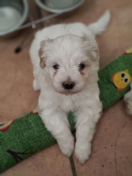 Bellissime cucciole di maltese | Foto 2