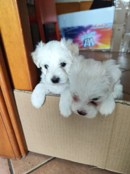 Bellissime cucciole di maltese