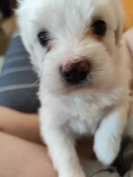 Bellissime cucciole di maltese | Foto 1