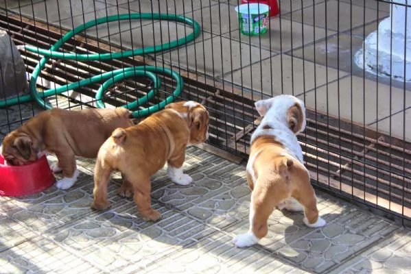 Cucciolo di Bulldog inglese di 12 settimane | Foto 6