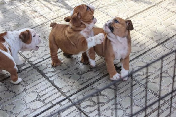 Cucciolo di Bulldog inglese di 12 settimane | Foto 5