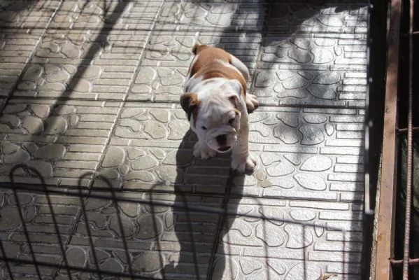 Cucciolo di Bulldog inglese di 12 settimane | Foto 4