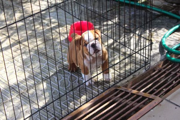 Cucciolo di Bulldog inglese di 12 settimane | Foto 0