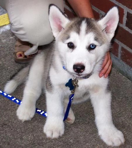 CUCCIOLO DI SIBERIAN [hidden]