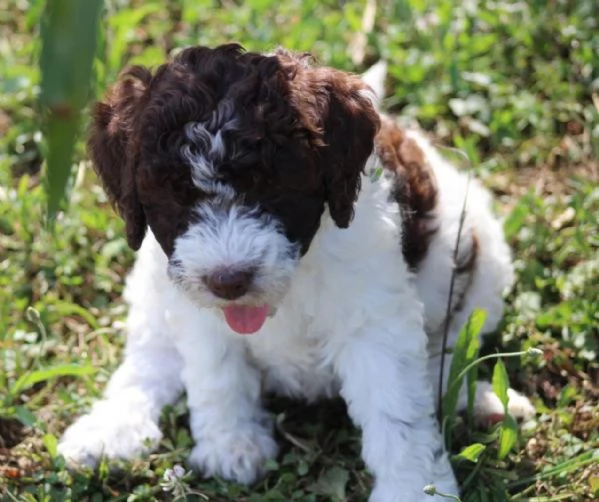 Lagotto con pedigree  | Foto 1