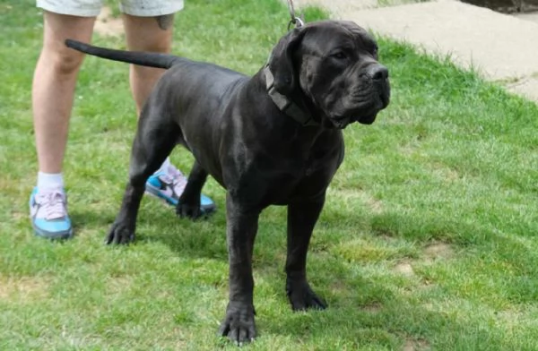 Boerboel Mastino sudafricano cuccioli | Foto 6