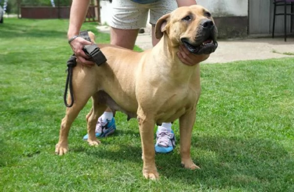 Boerboel Mastino sudafricano cuccioli | Foto 4