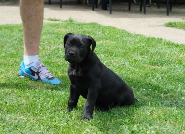 Boerboel Mastino sudafricano cuccioli | Foto 1