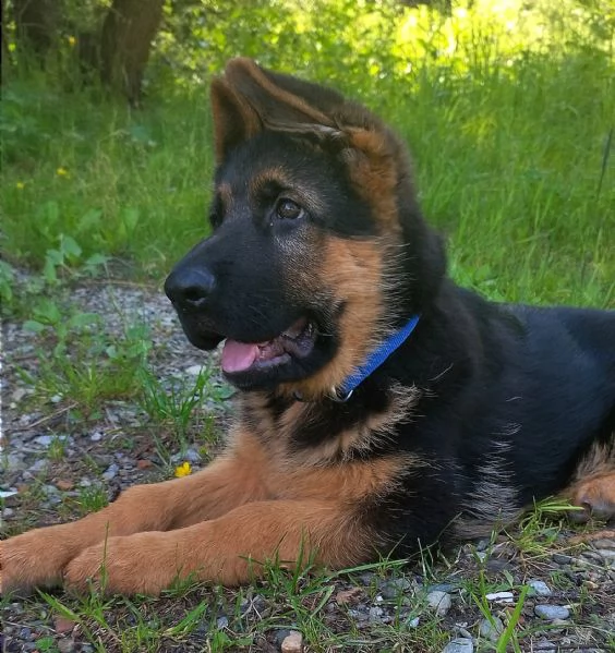 Cuccioli pastore tedesco alta genealogia  | Foto 3