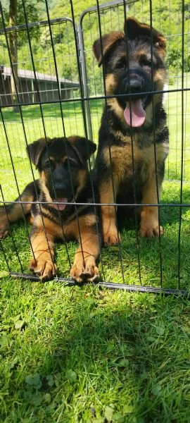 Cuccioli pastore tedesco alta genealogia  | Foto 1