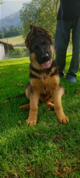 Cuccioli pastore tedesco alta genealogia  | Foto 0