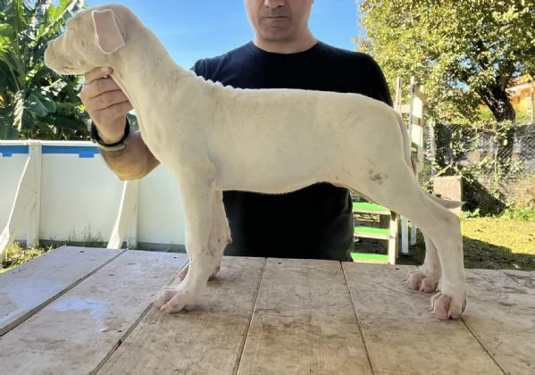 Cuccioli dogo argentino