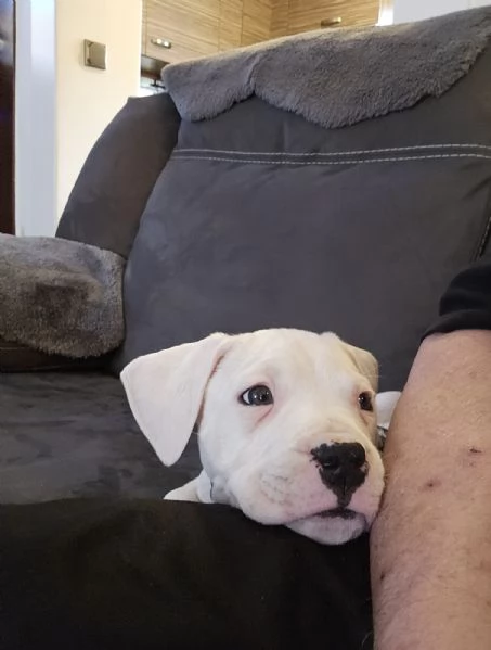 Cuccioli di Dogo Argentino | Foto 0