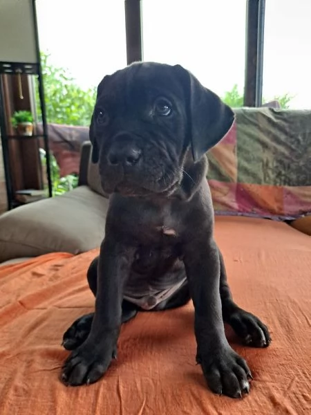 Cuccioli Cane Corso | Foto 1