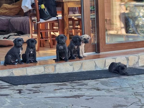 Cuccioli Cane Corso