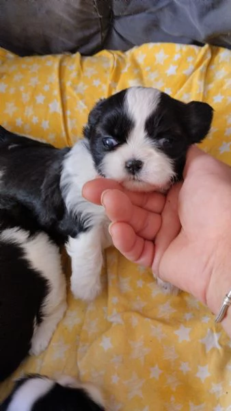 Shih-tzu bianco nero 