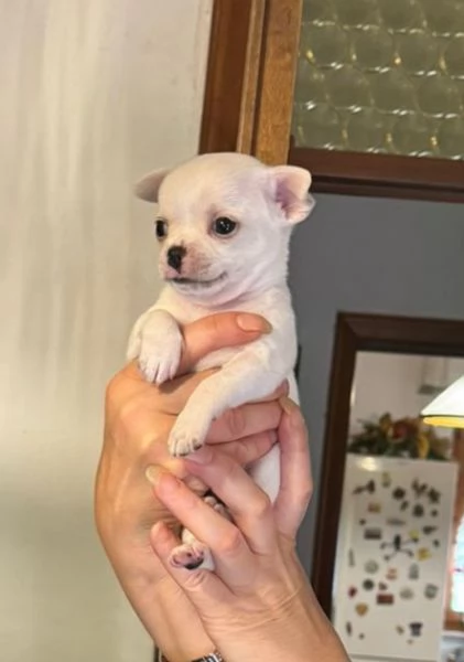 Cuccioli di Chihuahua  | Foto 1