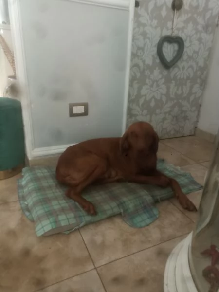 vizsla bracco ungherese