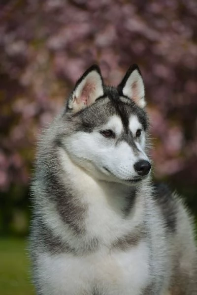 Adozione siberian husky 