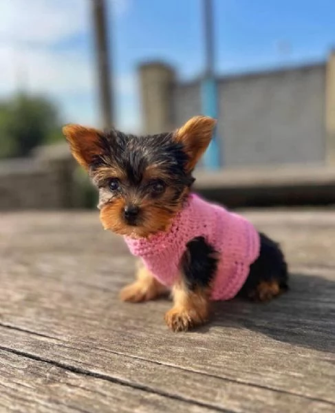 Cuccioli di Yorkie in adozione