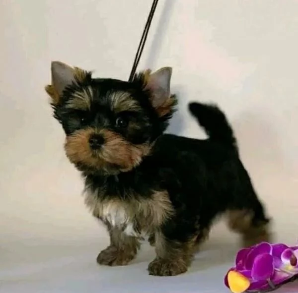 Cuccioli di Yorkie in adozione | Foto 0