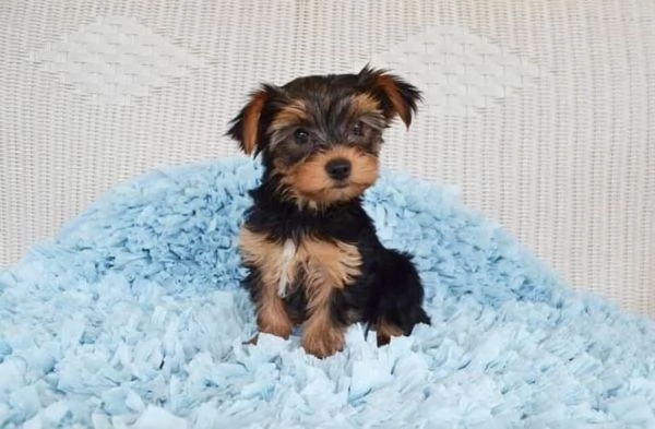 Cuccioli di Super Yorkie in adozione