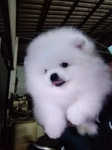 Cuccioli di Pomerania toy