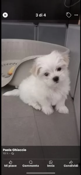 Cuccioli maltese disponibili  | Foto 1