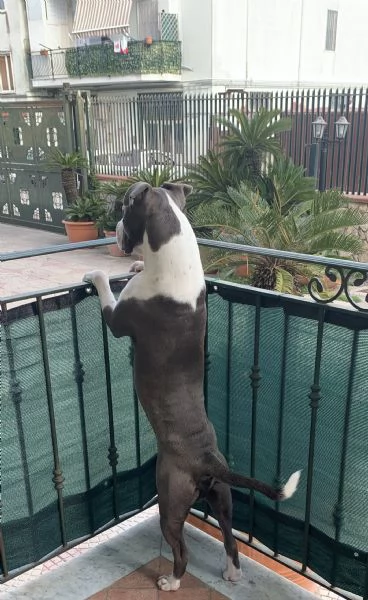 Amstaff cerca nuova casa | Foto 3