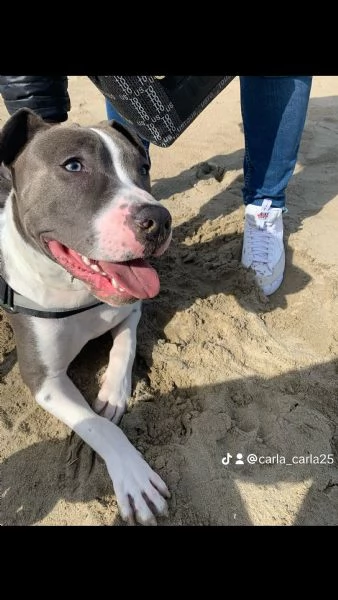 Amstaff cerca nuova casa | Foto 1