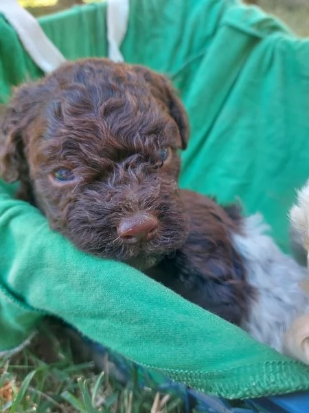 Cuccioli lagotto romagnolo  | Foto 4