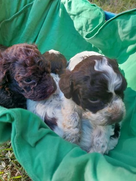 Cuccioli lagotto romagnolo  | Foto 3