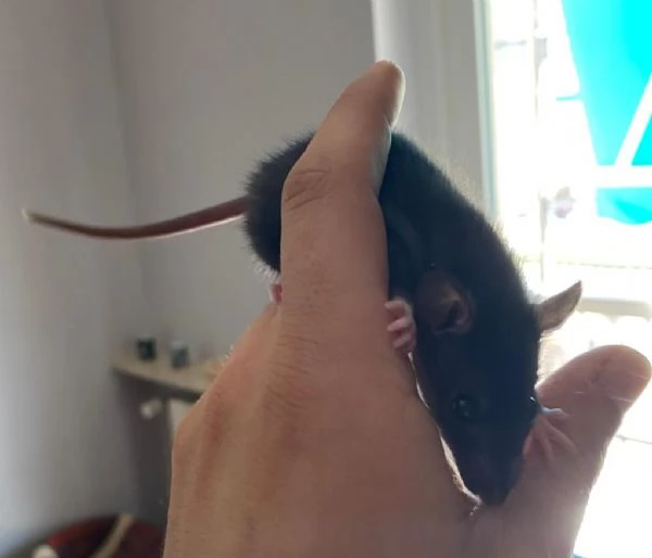 Cuccioli di ratto in regalo  | Foto 6