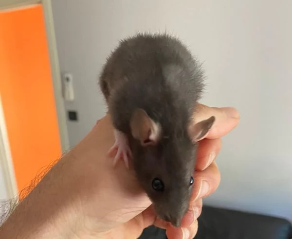 Cuccioli di ratto in regalo  | Foto 4