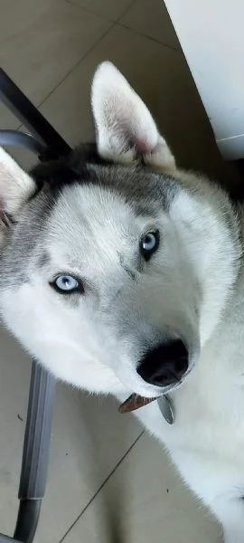 Regalo Syberian Husky