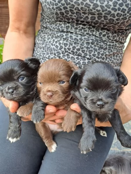 Cuccioli di Chihuahua cercano casa