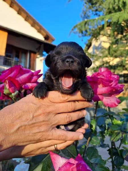 Cuccioli di Chihuahua cercano casa | Foto 2