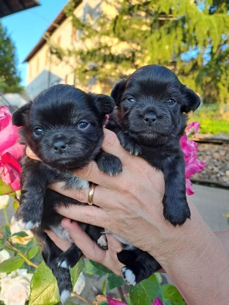 Cuccioli di Chihuahua cercano casa | Foto 1