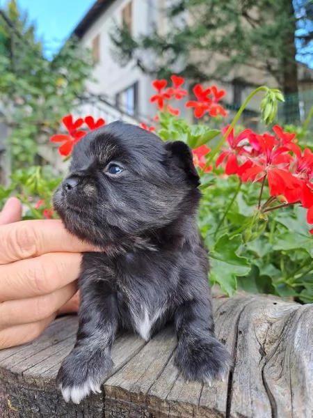 Cuccioli di Chihuahua cercano casa | Foto 0