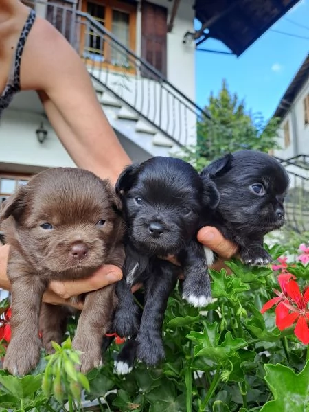 Cuccioli di Chihuahua cercano casa