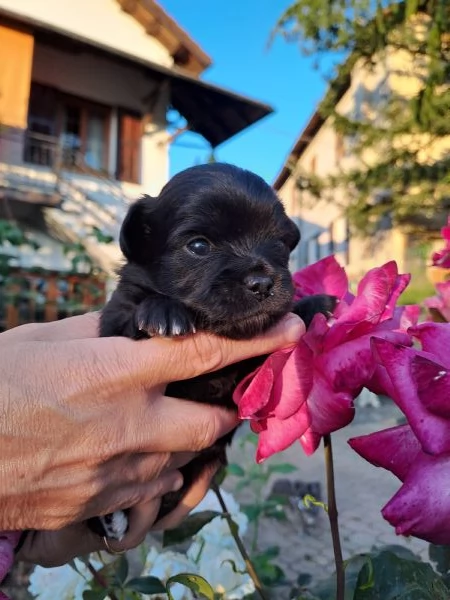 Cuccioli di Chihuahua cercano casa | Foto 0