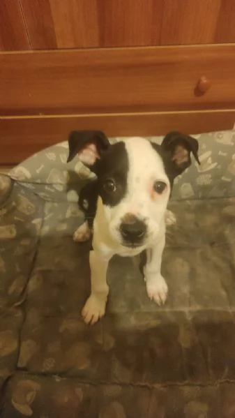 Vendo cuccioli di American Staffordshire  | Foto 0