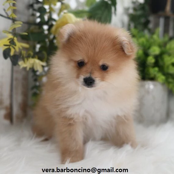 Volpino Pomerania mini toy Cuccioli di Volpino Pomerania toy rosso. hanno 3 mesi, peso attuale 1,5 k