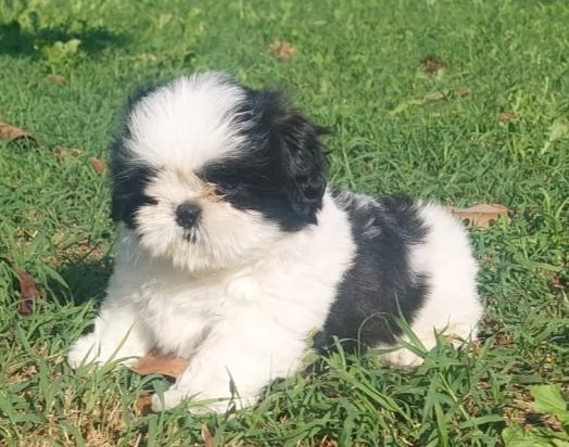 Cuccioli Shih Tzu  | Foto 3