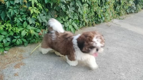 Cuccioli Shih Tzu  | Foto 2