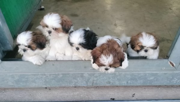 Cuccioli Shih Tzu  | Foto 1