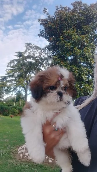 Cuccioli Shih Tzu  | Foto 0