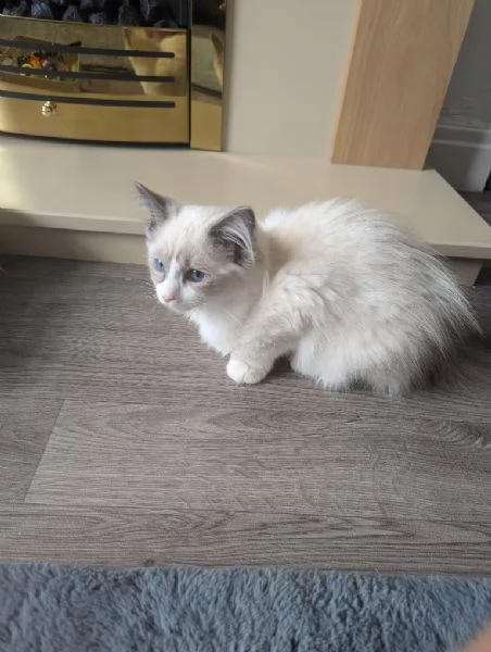 Dolcissimo cucciolo ragdoll