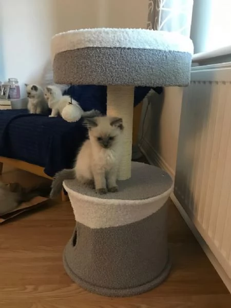 Cucciolo ragdoll con pedigree