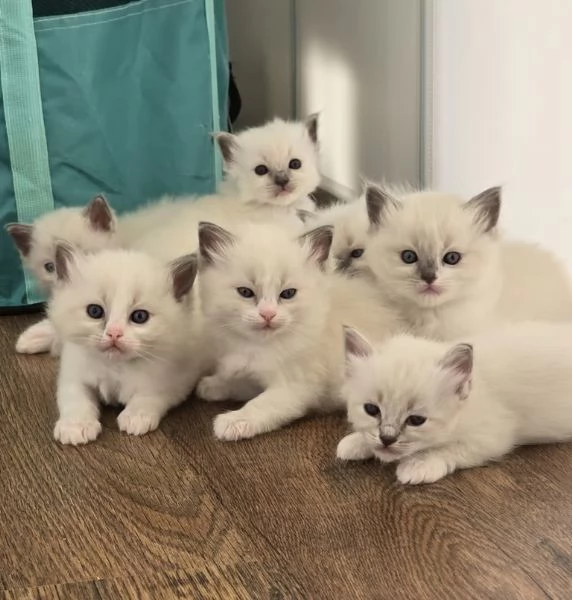 Cuccioli di Ragdoll con pedigree